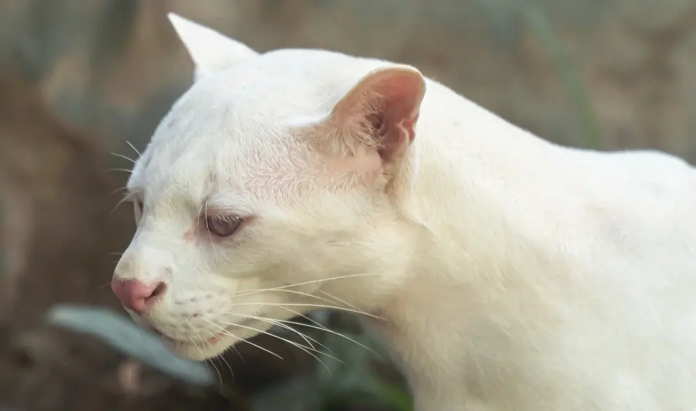 Aunque a simple vista no parezca, la ocelote albina está ciega y solo se guía por su olfato. Foto: Corantioquia