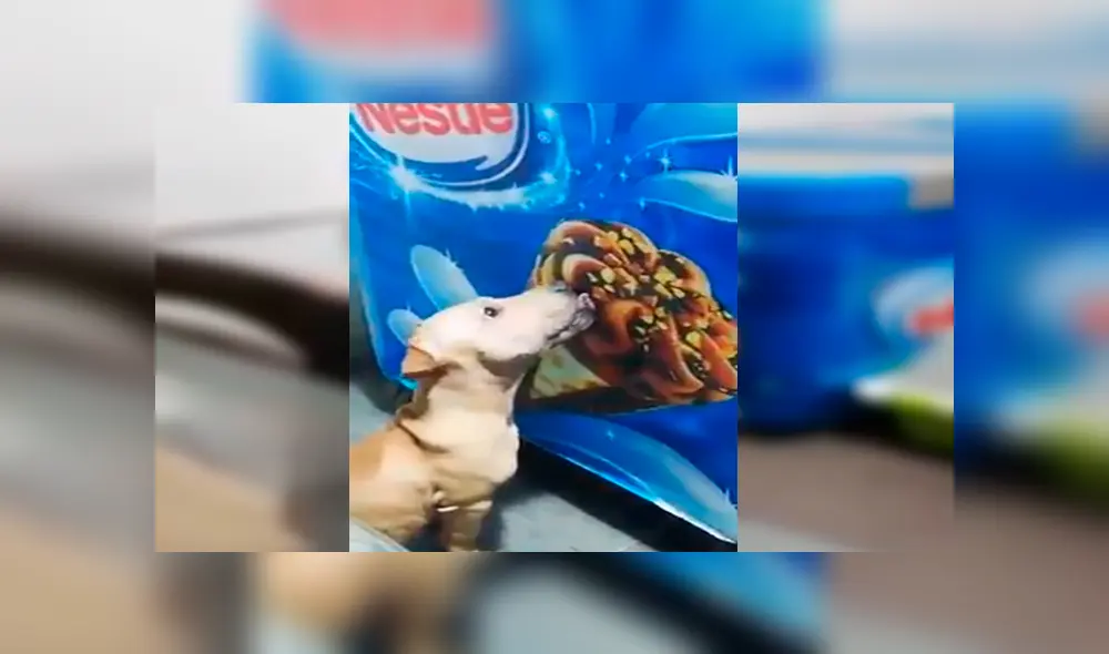 En Facebook, una chica quedó sorprendido al encontrar a su perro lamiendo una imagen de helado que estaba en su casa. En Facebook, una chica quedó sorprendido al encontrar a su perro lamiendo una imagen de helado que estaba en su casa.
