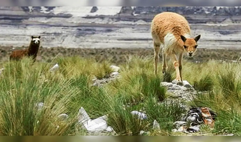 Podrían colocar fotopapeletas en reserva natural Tambo Cañahuas de Arequipa Podrían colocar fotopapeletas en reserva natural Tambo Cañahuas de Arequipa