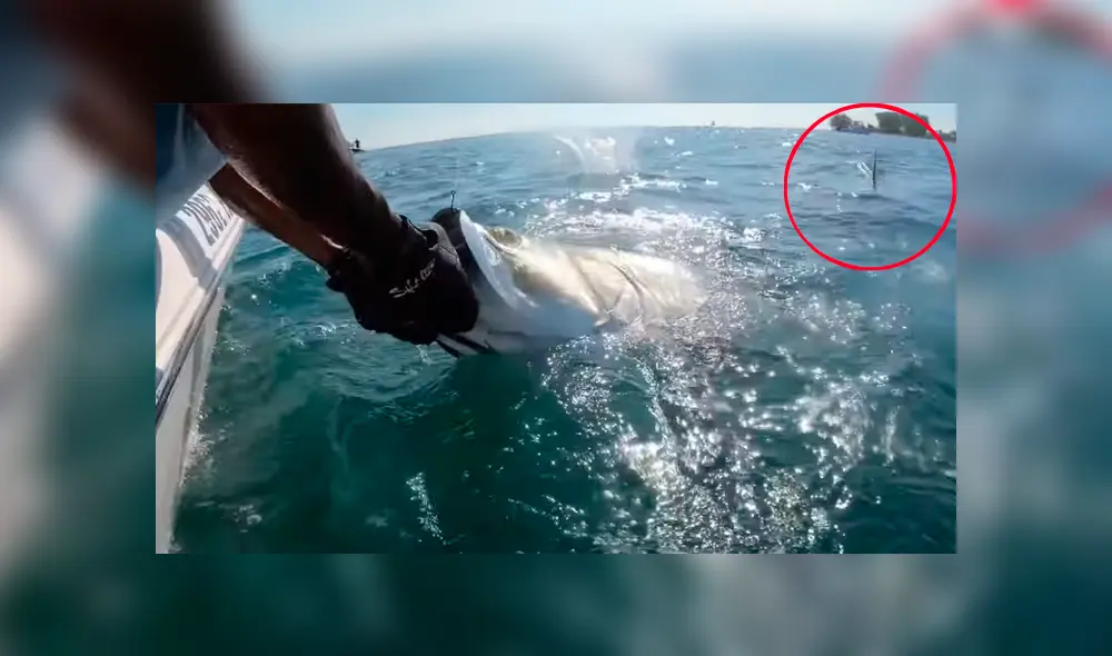 YouTube viral: hombre atrapa pez con sus manos, sin imaginar que hambriento tiburón le quitaría su presa [VIDEO] 