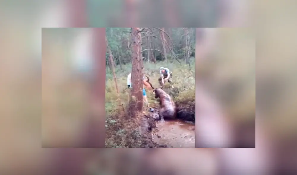 En YouTube, unos jóvenes rescataron a un enorme ciervo que quedó atrapado en un charco de lodo. En YouTube, unos jóvenes rescataron a un enorme ciervo que quedó atrapado en un charco de lodo.