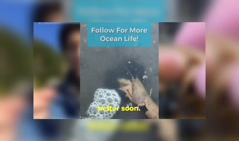 Desliza para ver los detalles del video viral publicado en YouTube. Foto: Captura. Desliza para ver los detalles del video viral publicado en YouTube. Foto: Captura.