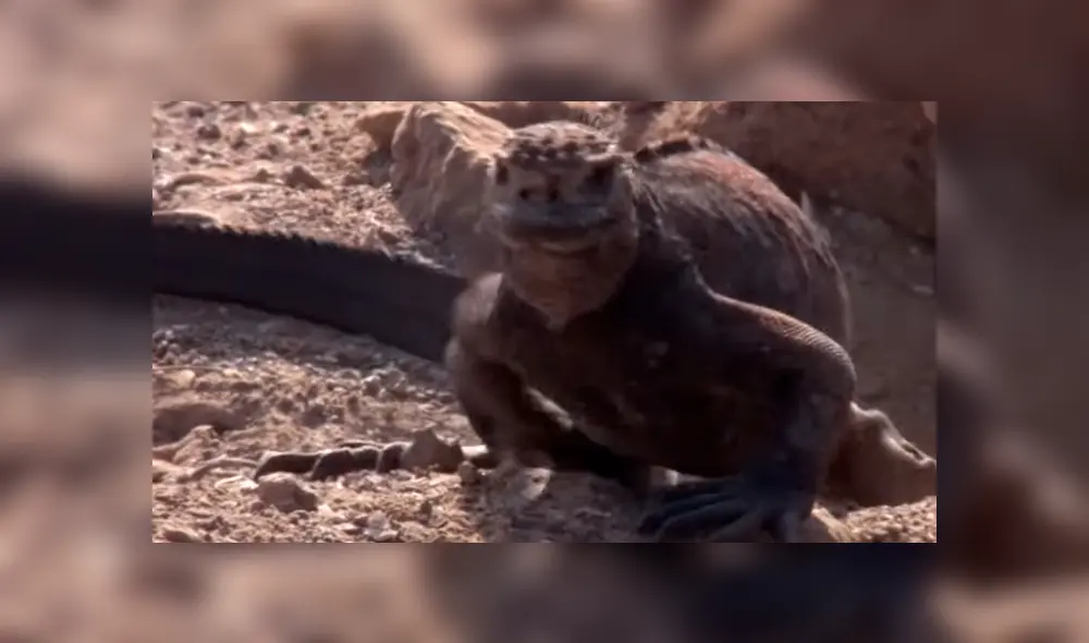Una voraz águila atacó brutalmente a criatura en desierto. Una voraz águila atacó brutalmente a criatura en desierto.
