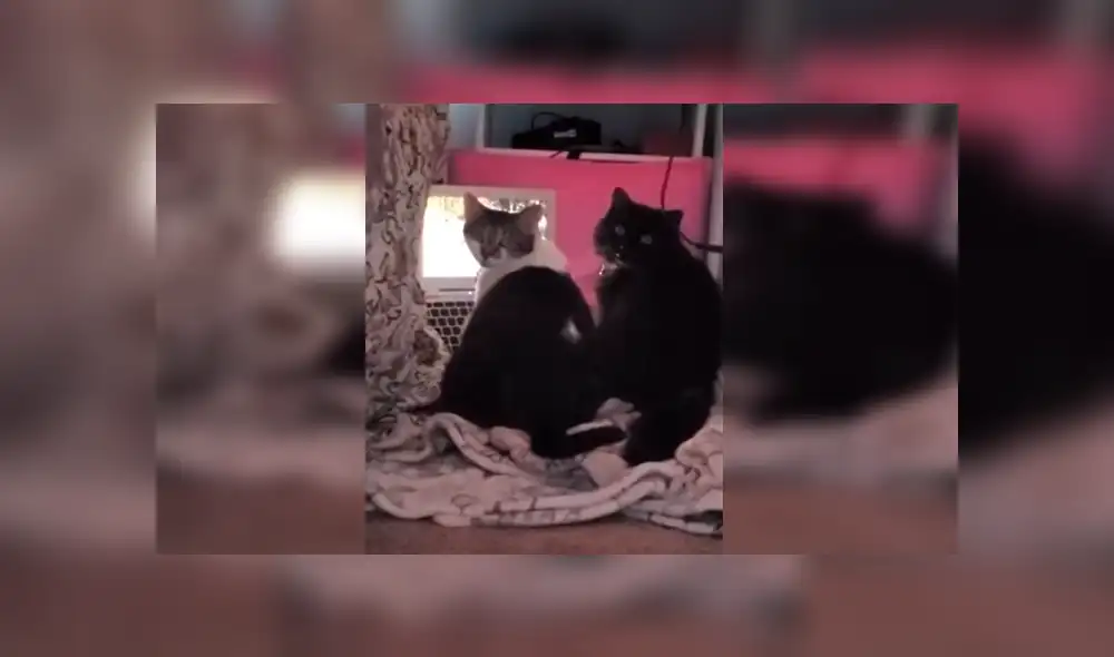 Desliza las imágenes hacia la izquierda para apreciar la reacción de unos gatos al ser descubiertos por su dueña. Fotocaptura: Facebook.