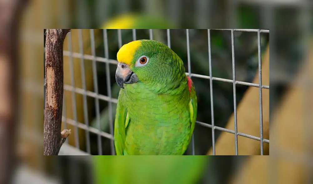 Loro fue testigo de un feminicidio y repite escalofriantes frases del crimen. Foto: Referencial Loro fue testigo de un feminicidio y repite escalofriantes frases del crimen. Foto: Referencial
