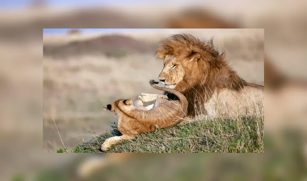 Facebook: francesa sorprende al lograr fotografiar en África a 'Mufasa y Simba’ en la vida real [FOTOS]