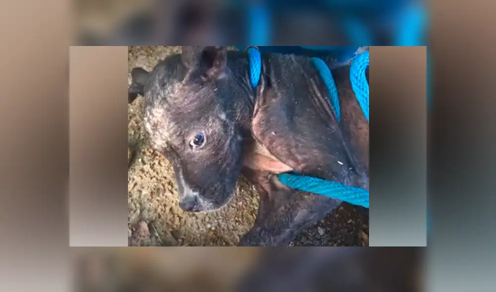 Desliza hacia la izquierda para ver el nuevo aspecto del perro callejero abandonado con sarna. Desliza hacia la izquierda para ver el nuevo aspecto del perro callejero abandonado con sarna.