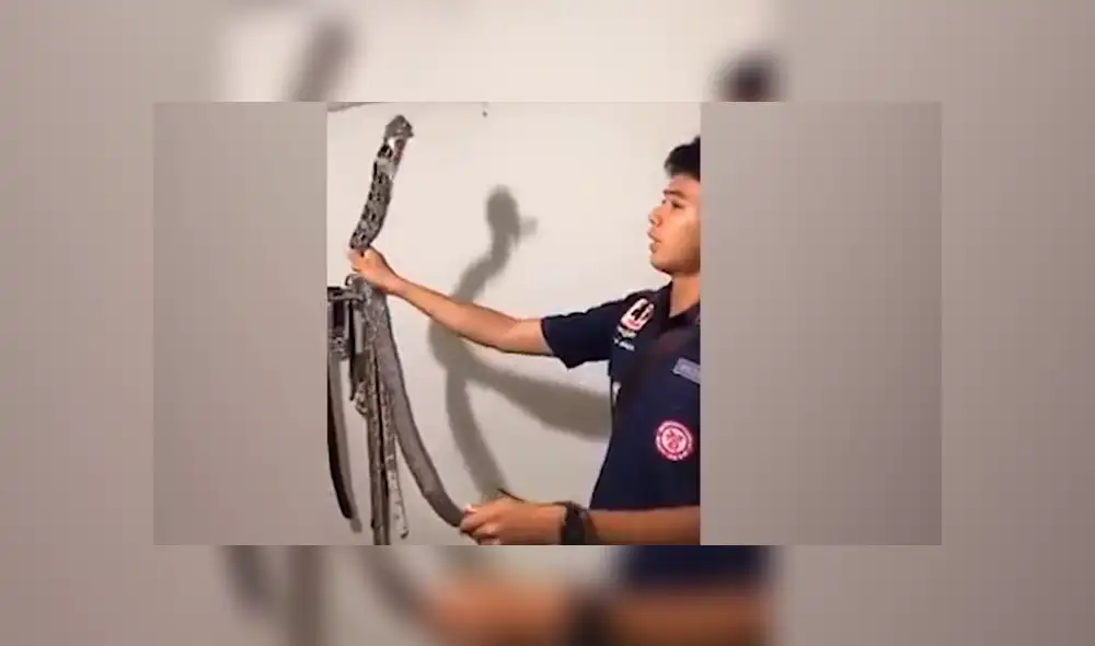 El rescatista halló la verdadera identidad de la criatura venenosa.