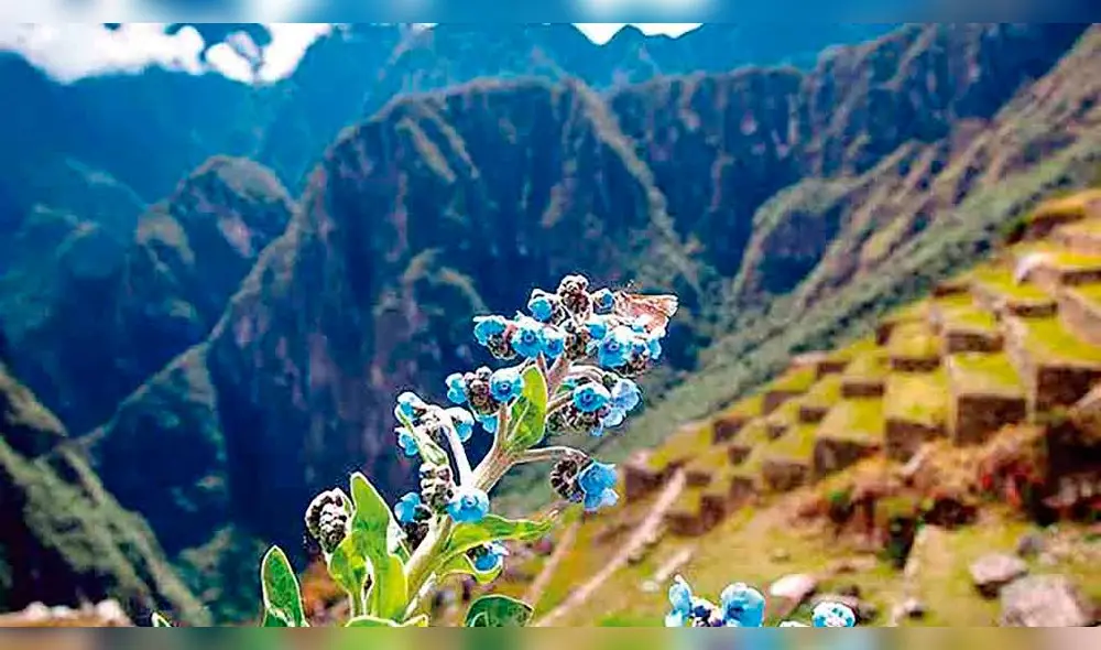 RIQUEZA. El Santuario de Machupicchu alberga cientos de especies de animales y plantas.