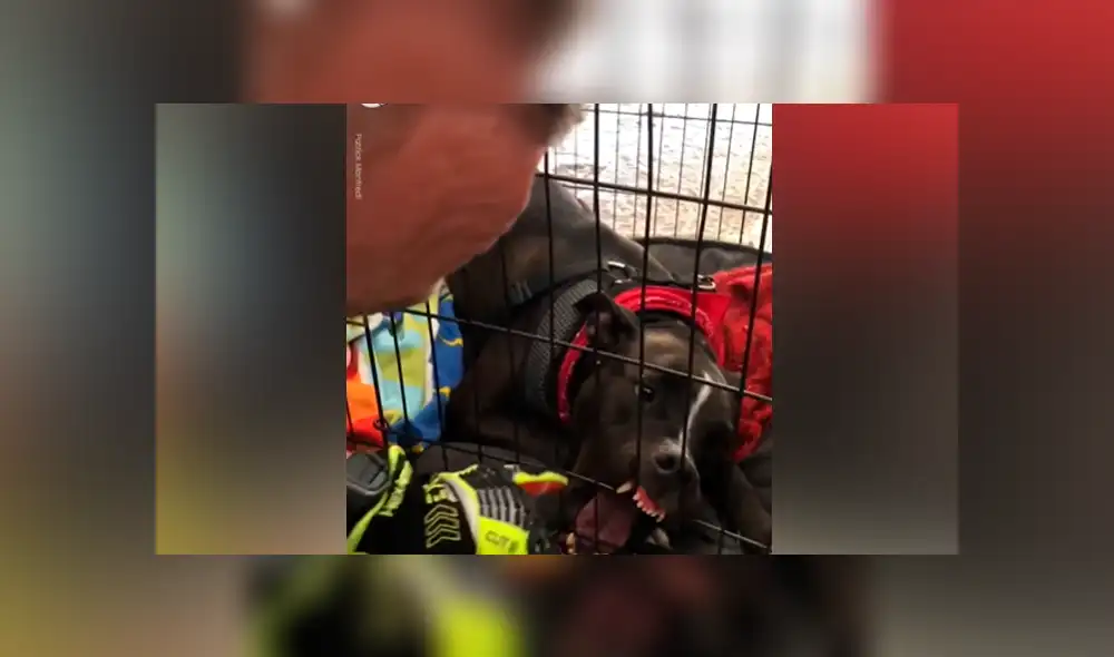 Facebook viral: bombero salva la vida de perro travieso que quedó con la mandíbula atorada a su jaula Facebook viral: bombero salva la vida de perro travieso que quedó con la mandíbula atorada a su jaula