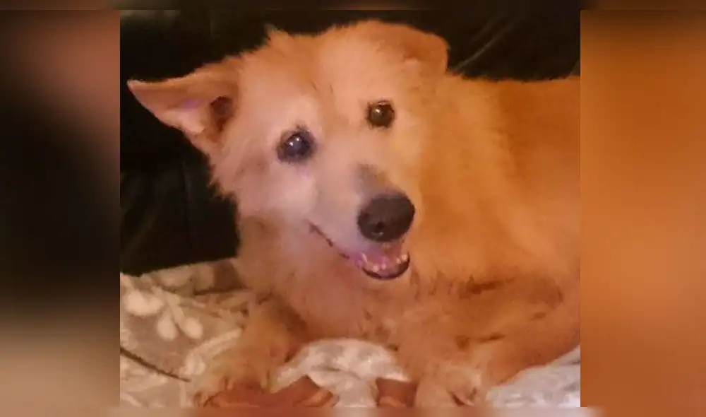 La desgarradora historia de Pinchito, el perro que fue esclavo sexual por 5 años