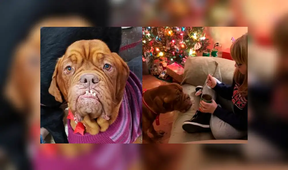 Al adorable perro le gustan los gatos adoptivos e incluso se sienta con ellos y los ver jugar. (FOTO: Facebook)