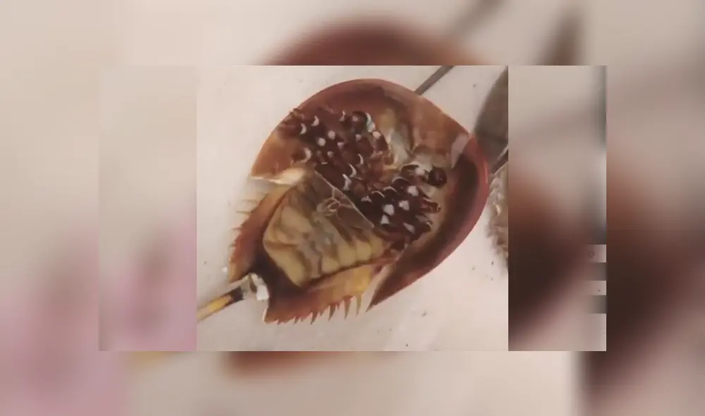 SI quieres ver lo que ocurrió con el autor del video viral de Facebook, revisa nuestra galería de fotos, deslizando cada imagen hacia la izquierda. SI quieres ver lo que ocurrió con el autor del video viral de Facebook, revisa nuestra galería de fotos, deslizando cada imagen hacia la izquierda.