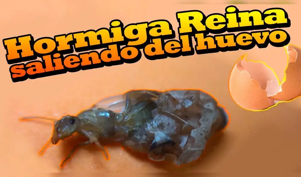 YouTube: Graban el nacimiento de una hormiga reina y video sorprende al mundo