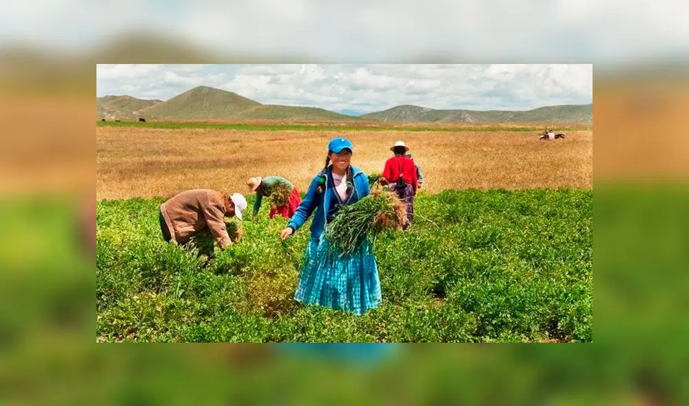 Bono rural de 760 soles: todo lo que debes saber sobre este subsidio estatal.