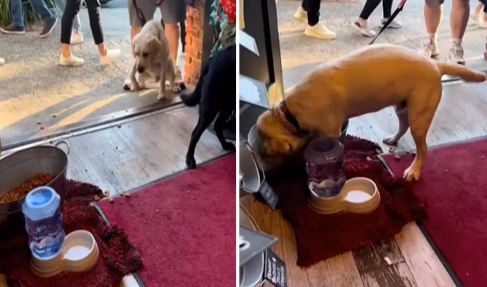 Miles de usuarios han quedado cautivados con esta escena. Foto: composición LR/TikTok