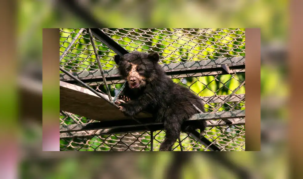 Huancayo: rescatan a osezno que fue encontrado amarrado a un árbol [FOTOS]