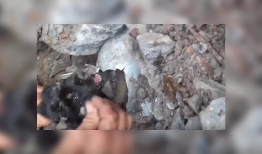 Facebook viral: oye desgarradores ruidos en tubería, la rompe y descubre tres aterradas criaturas [VIDEO]