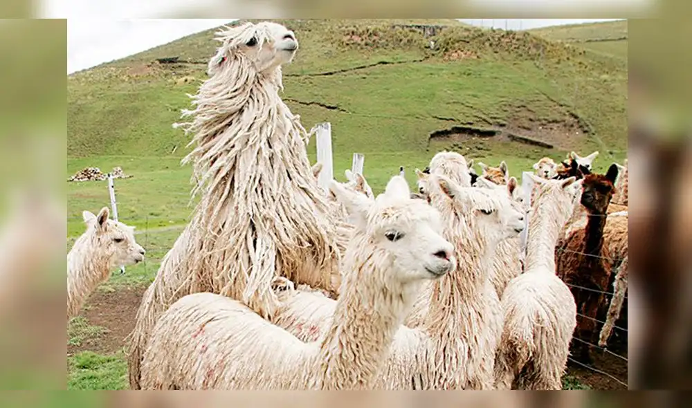 Camélidos viven en la localidad de Quimsachata, distrito de Santa Lucía, provincia de Lampa. Camélidos viven en la localidad de Quimsachata, distrito de Santa Lucía, provincia de Lampa.