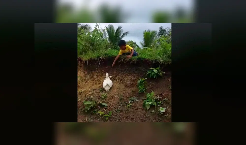 Pato se convierte en el ‘héroe’ de las redes sociales tras asistir a un niño [VIDEO]