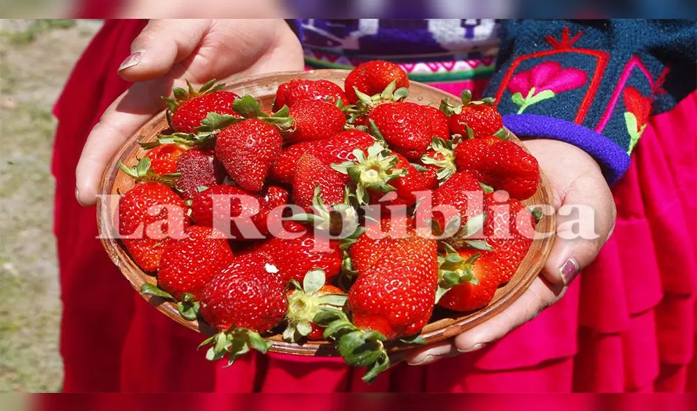 Fresas se producen en zonas costeras, pero en Puno se produce a más de 4 mil metros en biohuertos.