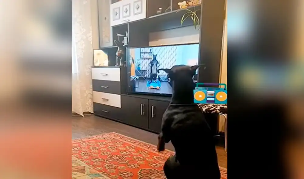 Desliza las imágenes para apreciar la singular escena que protagonizó un perro al hacer ejercicios tras mirar un programa de TV. Foto: captura de TikTok