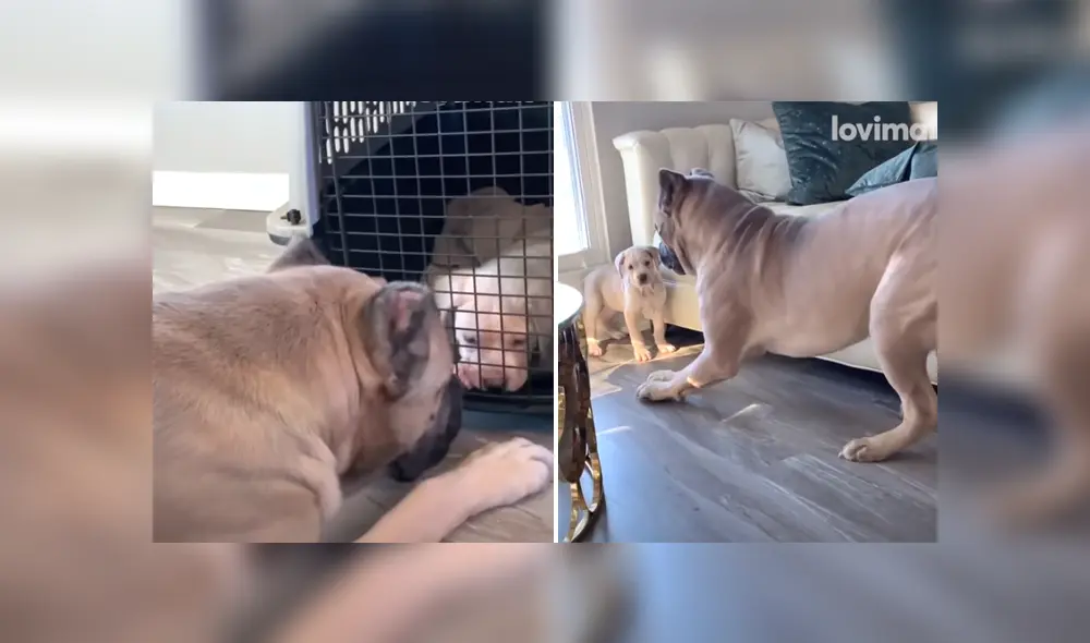 A través de Facebook se ha vuelto viral la tierna reacción de una can al ver al nuevo cachorro de la familia. A través de Facebook se ha vuelto viral la tierna reacción de una can al ver al nuevo cachorro de la familia.