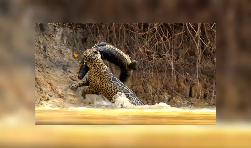 Hambriento jaguar ataca sin piedad a cocodrilo y brutal pelea tiene inesperado final [VIDEO] 