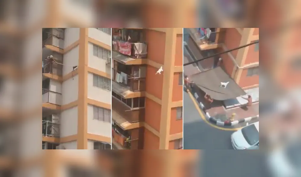 Residentes de un edificio de más de 10 pisos se han ganado los aplausos de varios internautas, tras ayudar a bomberos en el rescate de un indefenso felino Residentes de un edificio de más de 10 pisos se han ganado los aplausos de varios internautas, tras ayudar a bomberos en el rescate de un indefenso felino