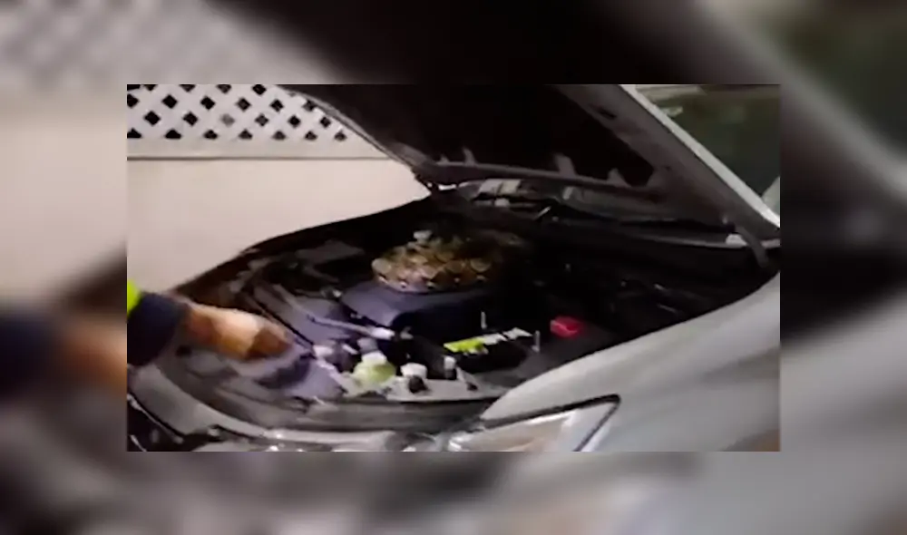 Hombre escucha ruidos extraños en su vehículo, lo revisa y encuentra peligrosa criatura en su interior