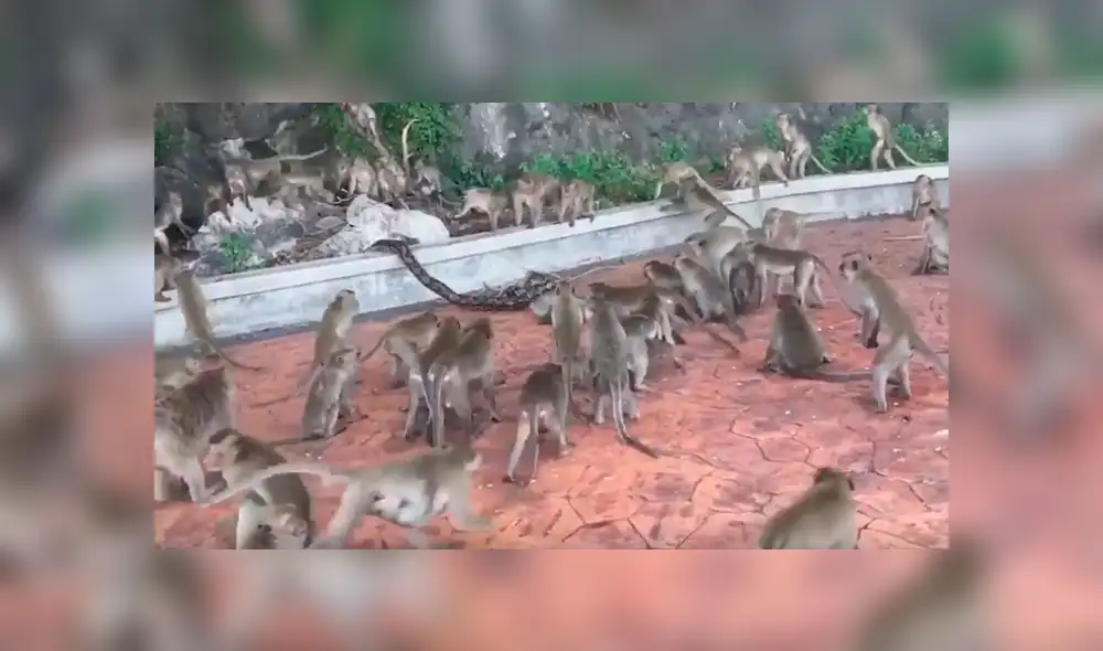 Video es viral en Facebook. Impactantes imágenes muestran cómo decenas de monos hacen lo posible para salvar a su compañero de la feroz serpiente