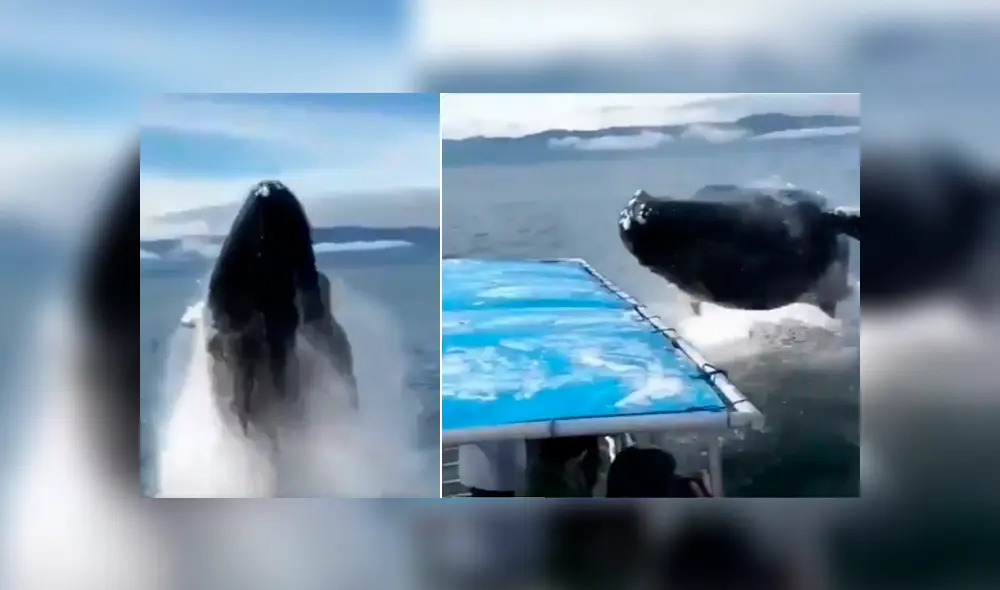 El video viral de Facebook registró el momento en que una ballena emergió del mar para realizar increíble pirueta.