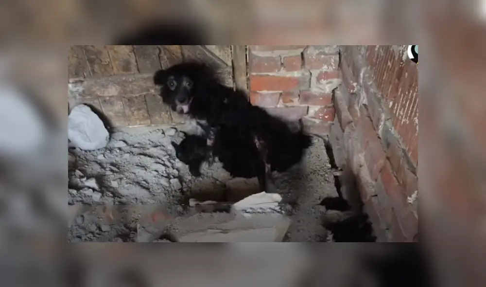 Desliza hacia la izquierda para ver las imágenes del viral de YouTube. Foto: Captura.