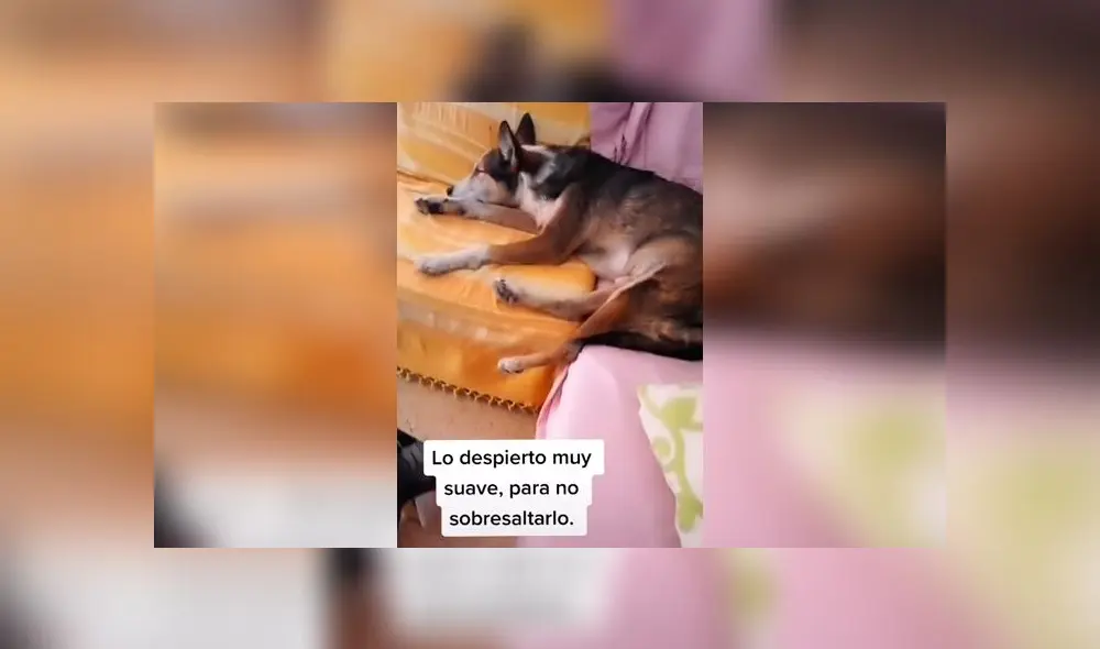 Desliza las imágenes para ver la emotiva escena entre este joven y su amado perro sordo. Foto: TikTok/Sergio Gallardo Desliza las imágenes para ver la emotiva escena entre este joven y su amado perro sordo. Foto: TikTok/Sergio Gallardo
