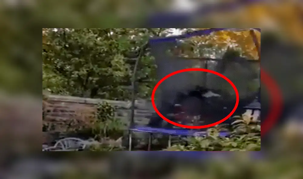 Facebook viral: Familia adopta a perro tímido, lo dejan solo en casa y realiza travesura [VIDEO]