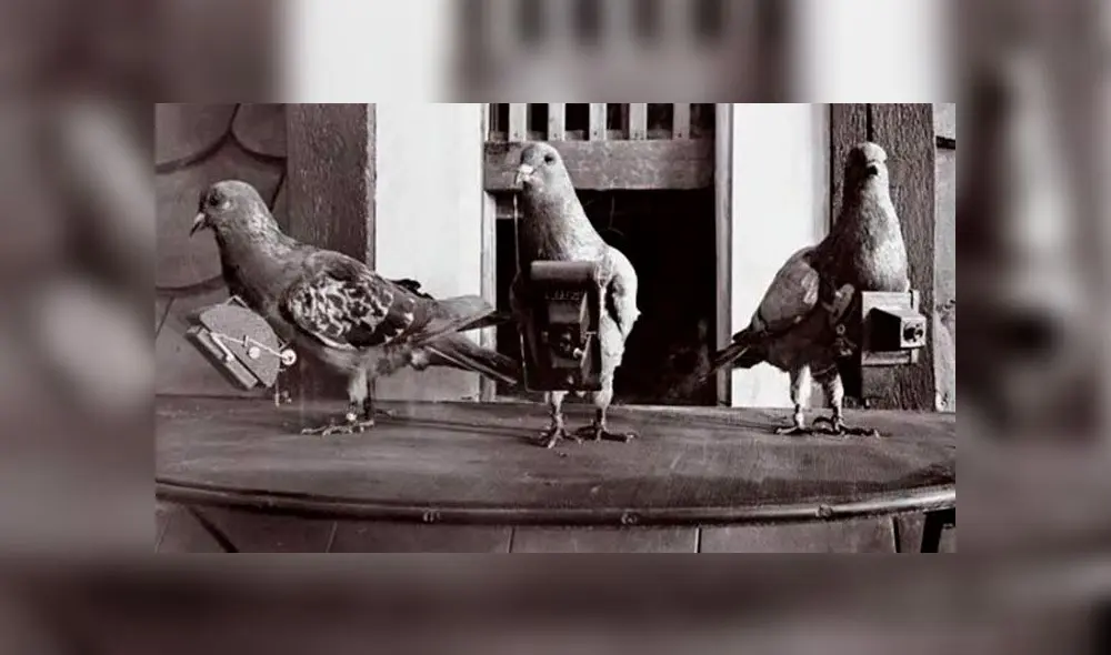 Las palomas fueron usadas desde la Primera Guerra Mundial para tomar fotografías de lugares estratégicos. Foto: Difusión.