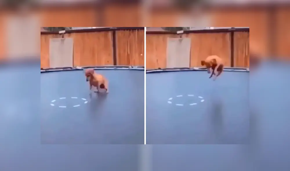 Desliza las imágenes hacia la izquierda para observar la emoción de un perro por jugar en un trampolín.