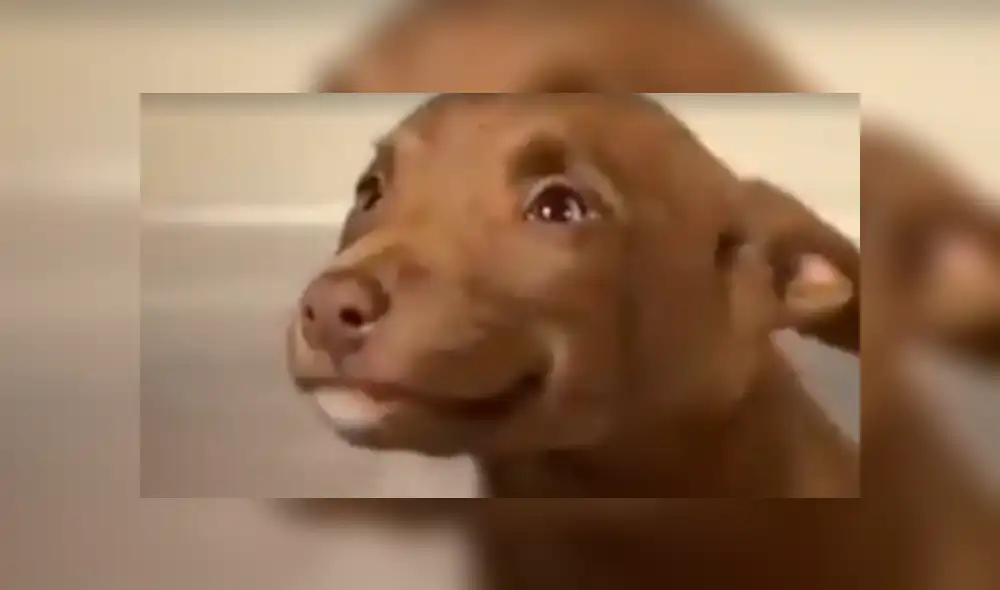 Vía Facebook: tierno cachorro 'sonrie' al saber que será adoptado y tendrá nueva familia [VIDEO] 