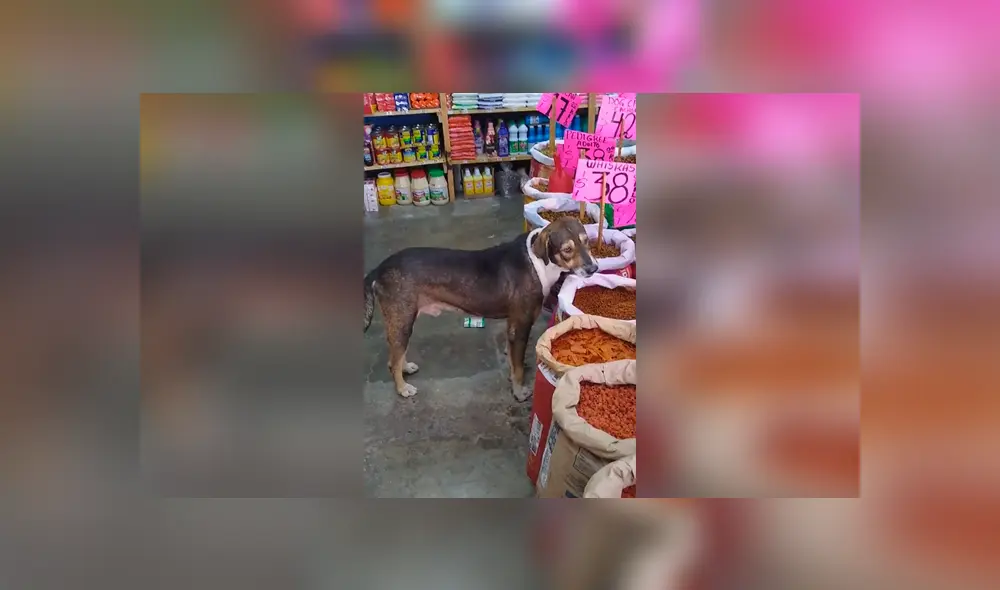 Desliza las imágenes para conocer la noble acción de un joven para ayudar a un perro hambriento. Foto: Captura.