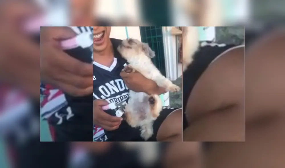 Video es viral en TikTok. Mujer grabó el peculiar comportamiento que tuvo el perro de su enamorado mientras este intentaba cortarle las uñas. Fotocaptura: TikTok Video es viral en TikTok. Mujer grabó el peculiar comportamiento que tuvo el perro de su enamorado mientras este intentaba cortarle las uñas. Fotocaptura: TikTok