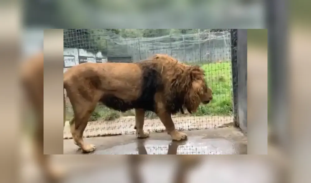 Desliza hacia la izquierda para ver las imágenes del viral de YouTube. Foto: Captura. Desliza hacia la izquierda para ver las imágenes del viral de YouTube. Foto: Captura.