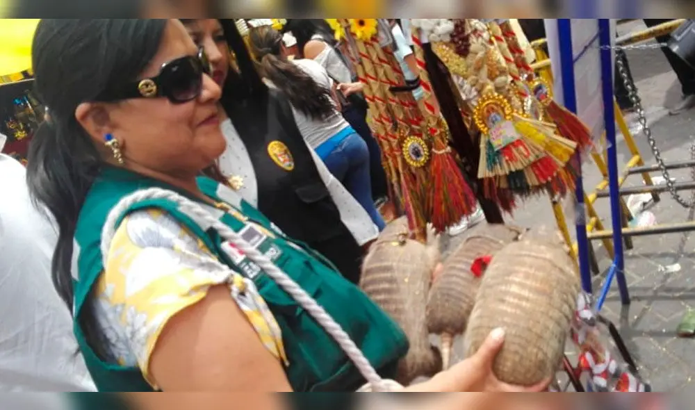 Hallan tres quirquinchos muertos y uno vivo en feria El Altiplano de Arequipa 