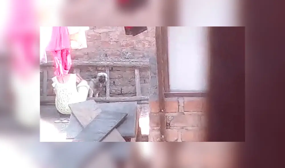 Vecinos graban a mujer golpeando a perro en azotea en Lince. Foto: captura
