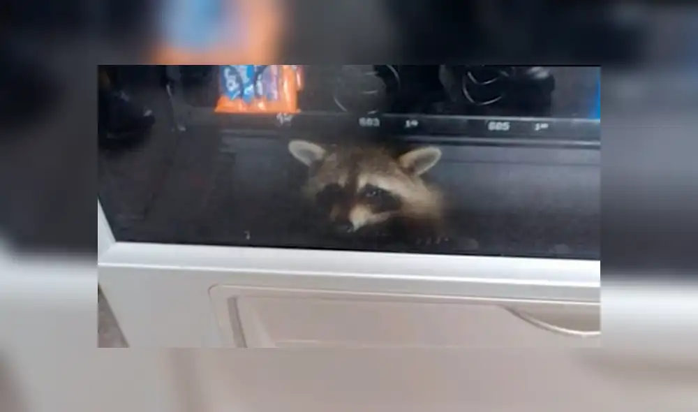 En YouTube, unos escolares alertaron a la policía sobre la presencia de un animal dentro de una máquina dispensadora. En YouTube, unos escolares alertaron a la policía sobre la presencia de un animal dentro de una máquina dispensadora.