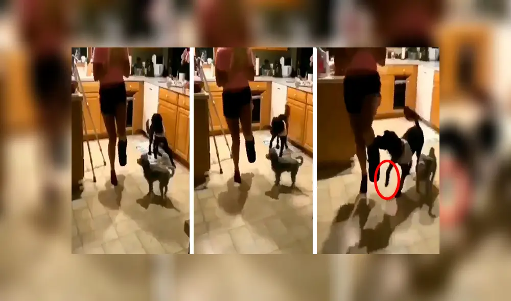 Facebook viral: chica con el pie enyesado fue imitada por sus perros de la peor forma posible [VIDEO] 