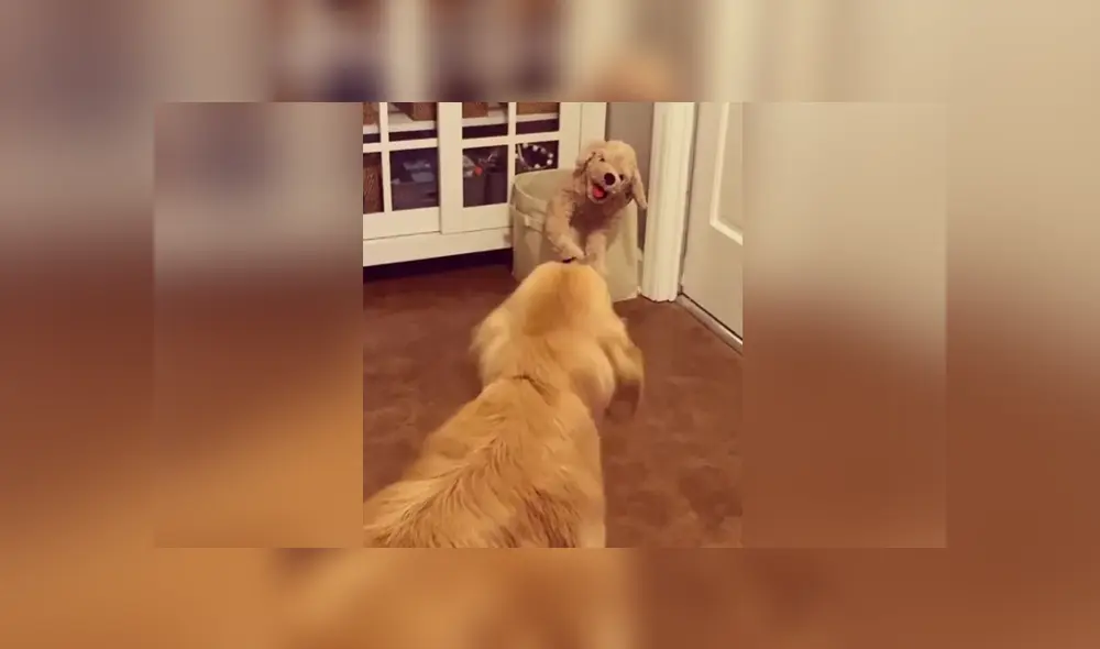 Un perro se llevó un enorme susto al ver un peluche idéntico a él. Foto: Instagram Un perro se llevó un enorme susto al ver un peluche idéntico a él. Foto: Instagram