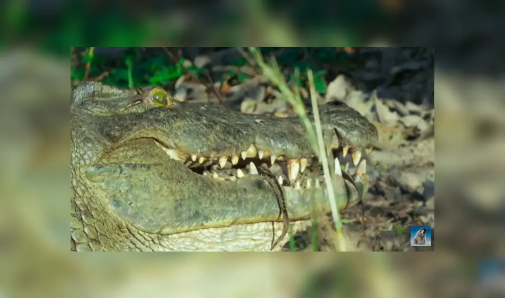Una mamá cocodrilo protege a sus bebés con curiosa técnica. Viral de Facebook.