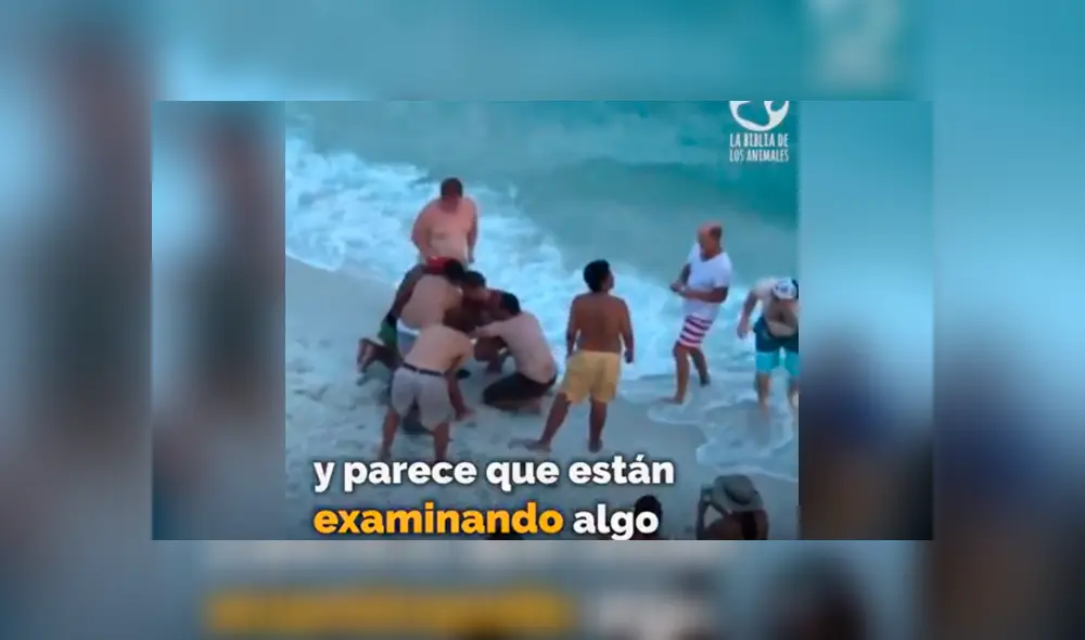 El video viral de YouTube registró el osado plan que hizo un grupo de bañistas para rescatar a un tiburón martillo. El video viral de YouTube registró el osado plan que hizo un grupo de bañistas para rescatar a un tiburón martillo.