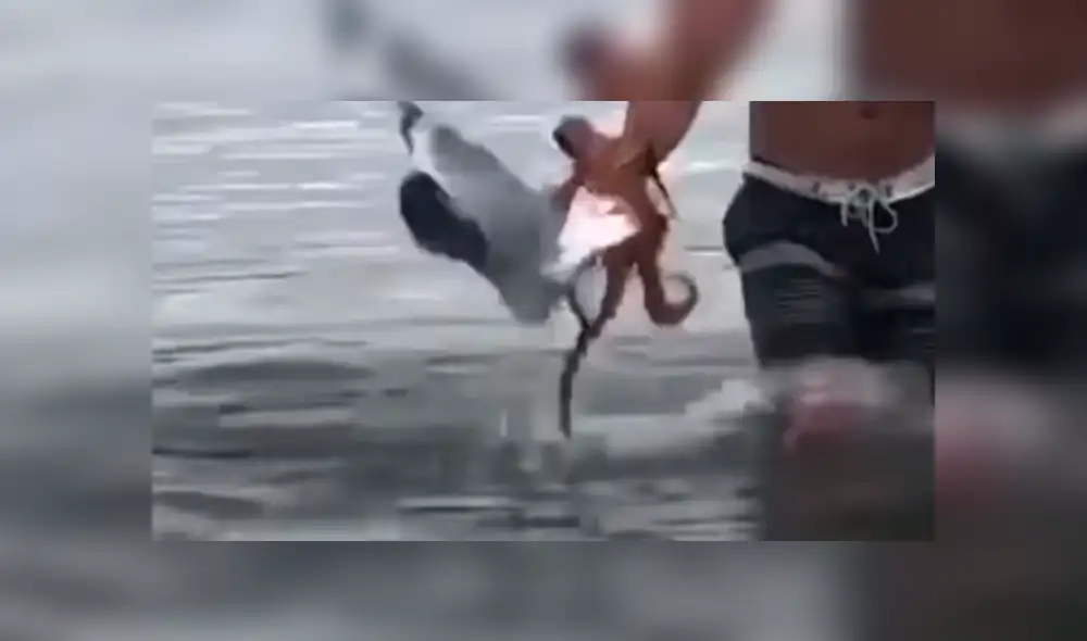 YouTube viral: enorme pulpo usa sus tentáculos para devorar a gaviota y bañista salva la vida del ave [VIDEO]