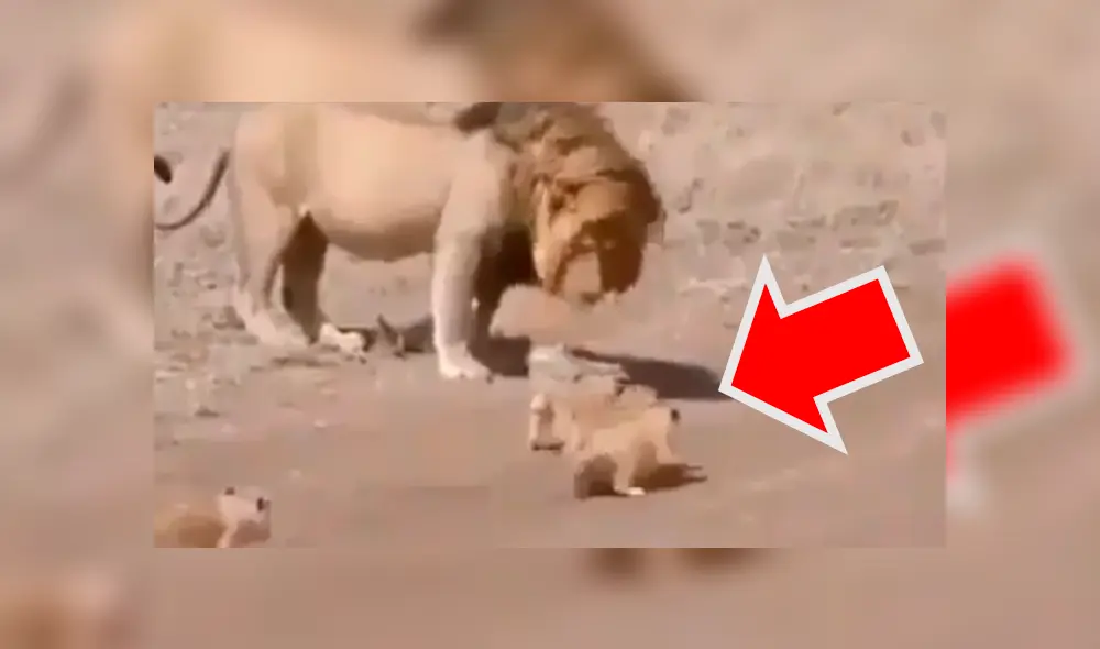 León se aleja de sus cachorros y ellos protagonizan conmovedor momento. León se aleja de sus cachorros y ellos protagonizan conmovedor momento.